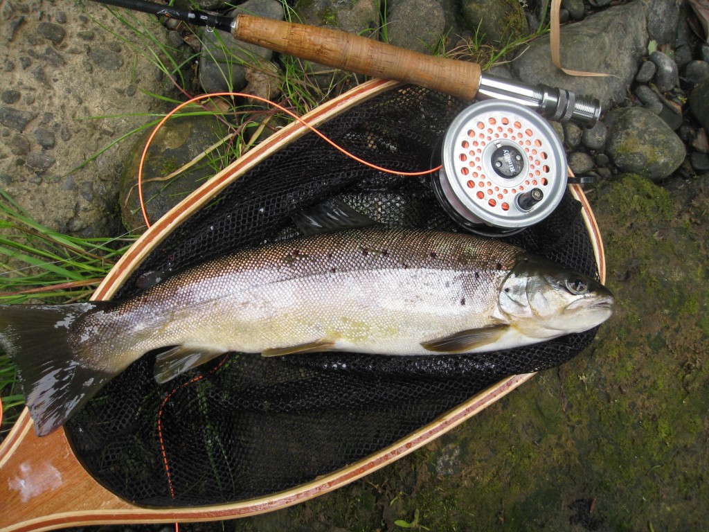 Stephen Blood Brownie